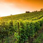 VENDANGES TOURISTIQUES ET DROIT DU TRAVAIL