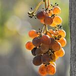 CAHIER DES CHARGES AOC SAINTE-CROIX-DU-MONT