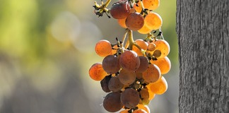 CAHIER DES CHARGES AOC LOUPIAC