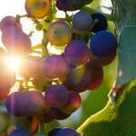 CAHIER DES CHARGES AOC GRAVES DE VAYRES