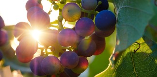 CAHIER DES CHARGES AOC GRAVES DE VAYRES