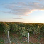 Déclaration d’Identification des Négociants