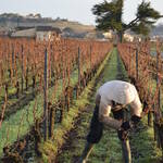 RAPPELS CONCERNANT LES AUTORISATIONS DE REPLANTATION