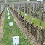 LUTTE CONTRE LE GEL – BRULAGE