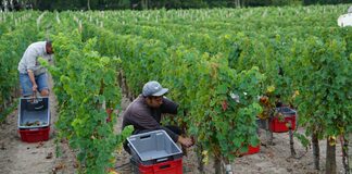 DUREE HEBDOMADAIRE DU TRAVAIL : 60 heures max par semaine