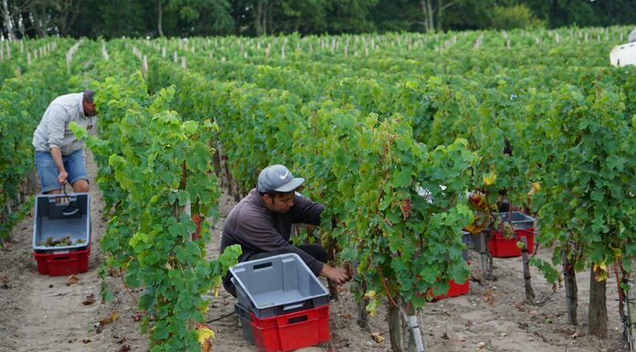 CONDITIONS DE PRODUCTION RECOLTE 2025